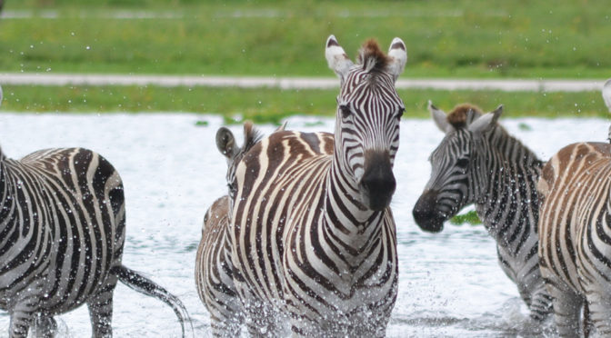 is lion country safari open when it rains