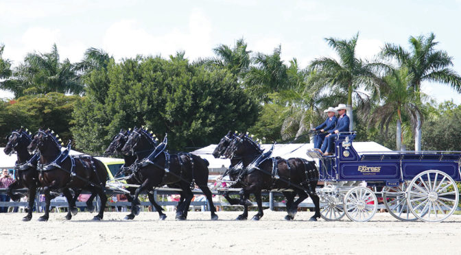 Chesapeake International Draft Horse Show Brings Tradition, Family Fun To Wellington