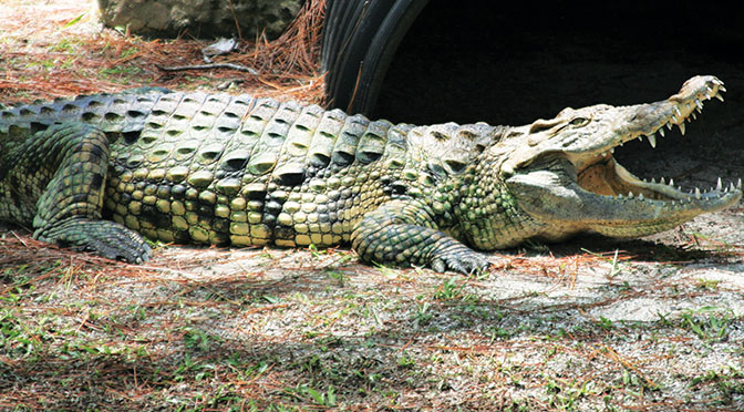 Protecting Exotic Species Is All In A Day’s Work At  McCarthy’s Wildlife Sanctuary